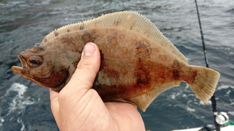Sand Dab, Pacific SilverLake